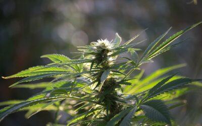 Psicosis cannabica: cuando fumar porros te vuelve loco